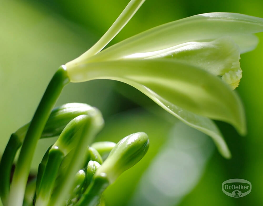 Żólto-zielony kwiat wanilii – Wszystkiego Słodkiego.